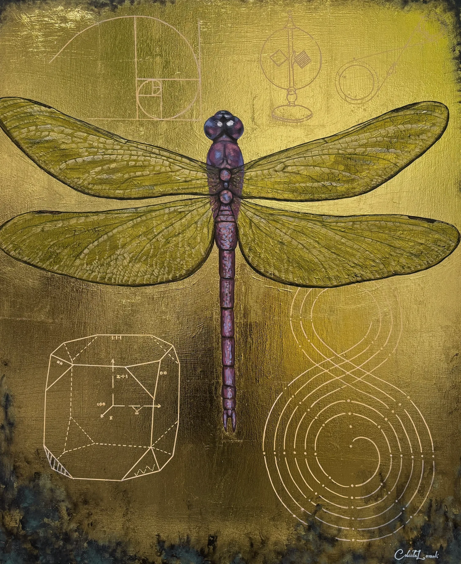 Libélula Fibonacci
